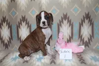 Queenie female 1, a female Boxer for sale in Corning, OH – 2 of 4