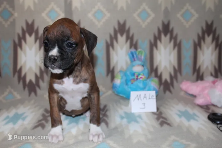 Queenie 3 – Boxer puppy for sale in Corning, OH