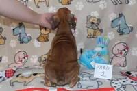Shirley 2, a male Boxer for sale in Corning, OH – 3 of 3
