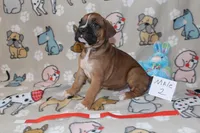 Shirley 2, a male Boxer for sale in Corning, OH – 2 of 3