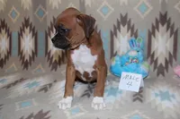 Queenie 4, a male Boxer for sale in Corning, OH – 3 of 4