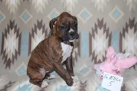 Queenie female 5, a female Boxer for sale in Corning, OH – 1 of 3