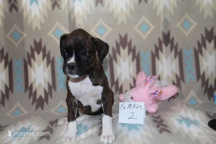 Queenie female 2 – Boxer puppy for sale in Corning, OH