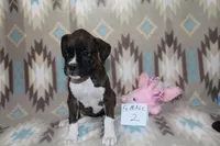 Queenie female 2, a female Boxer for sale in Corning, OH – 1 of 4