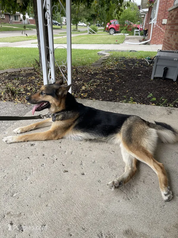 Iris – German Shepherd Dog, Siberian Husky puppy for sale in Riverview, MI