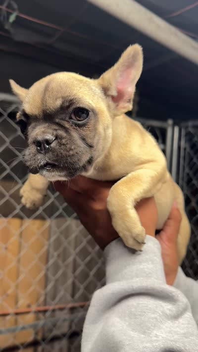 Mochi, a female French Bulldog for sale in Nipomo, CA – 1 of 1