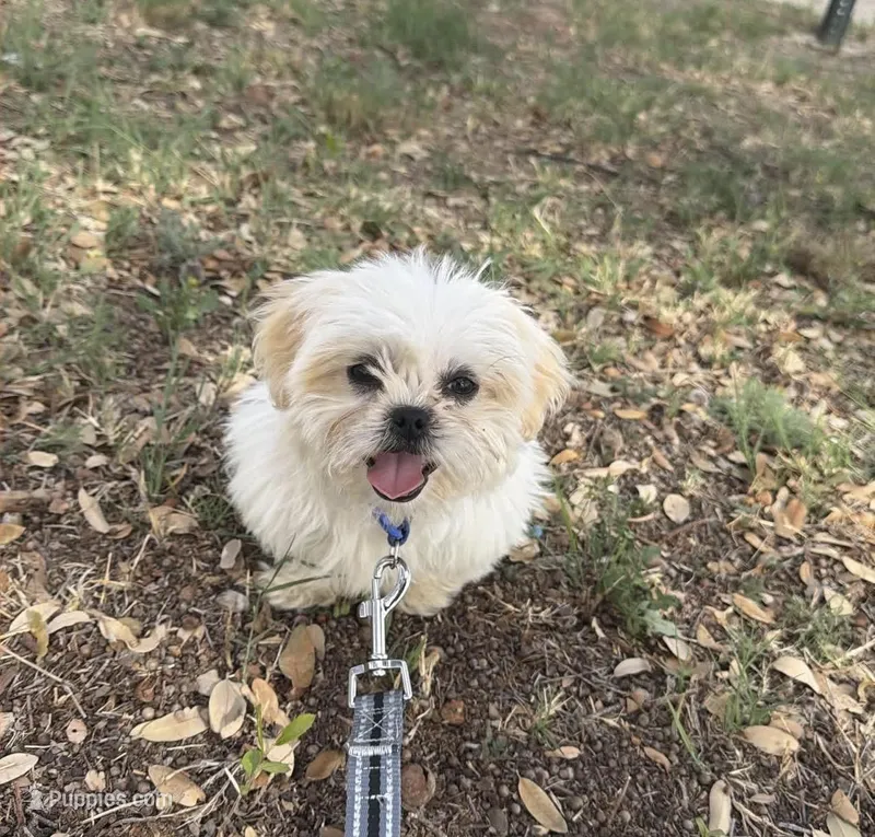 Panchito – Shih Tzu puppy for sale in Midland, TX