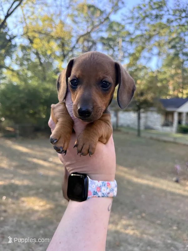 Theo – Miniature Dachshund puppy for sale in Malvern, AR