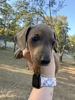 Chester, a male Miniature Dachshund for sale in Malvern, AR – 3 of 4