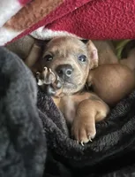 Theo, a male Miniature Dachshund for sale in Malvern, AR – 2 of 5