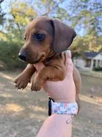 Theo, a male Miniature Dachshund for sale in Malvern, AR – 3 of 5