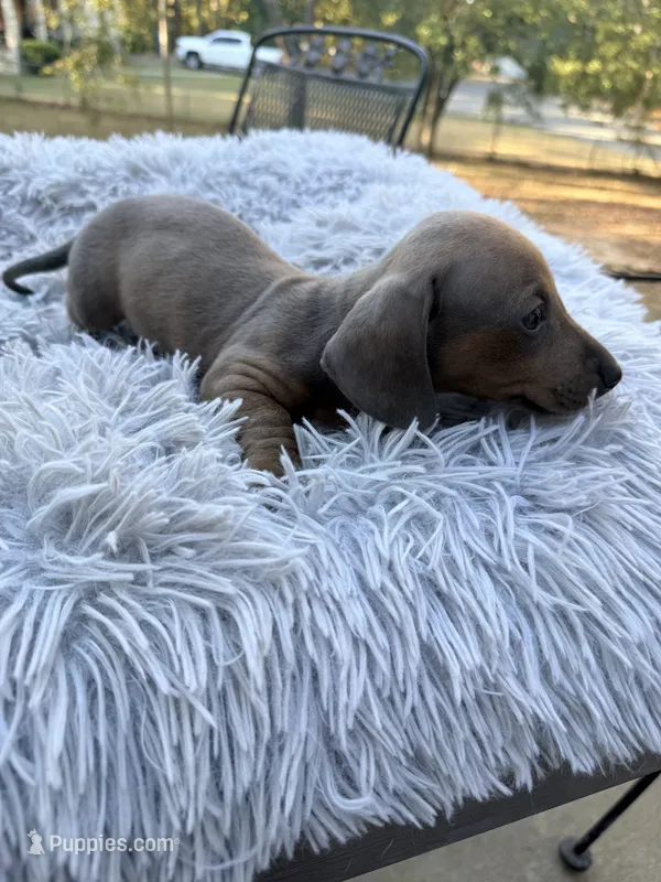 Chester – Miniature Dachshund puppy for sale in Malvern, AR