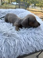 Chester, a male Miniature Dachshund for sale in Malvern, AR – 1 of 4