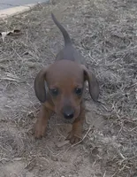 Theo, a male Miniature Dachshund for sale in Malvern, AR – 5 of 5