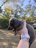 Chester, a male Miniature Dachshund for sale in Malvern, AR – 4 of 4