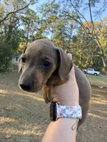 Chester, a male Miniature Dachshund for sale in Malvern, AR – 2 of 4