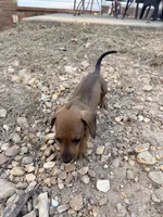 Theo, a male Miniature Dachshund for sale in Malvern, AR – 4 of 5