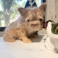 Max, a male French Bulldog for sale in Fort Worth, TX – 1 of 3