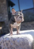 Rojo Velvet, a male French Bulldog for sale in Fort Worth, TX – Photo 2 of 3