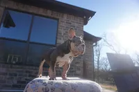 Rojo Velvet, a male French Bulldog for sale in Fort Worth, TX – Photo 3 of 3