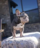 Rojo Velvet, a male French Bulldog for sale in Fort Worth, TX – Photo 1 of 3