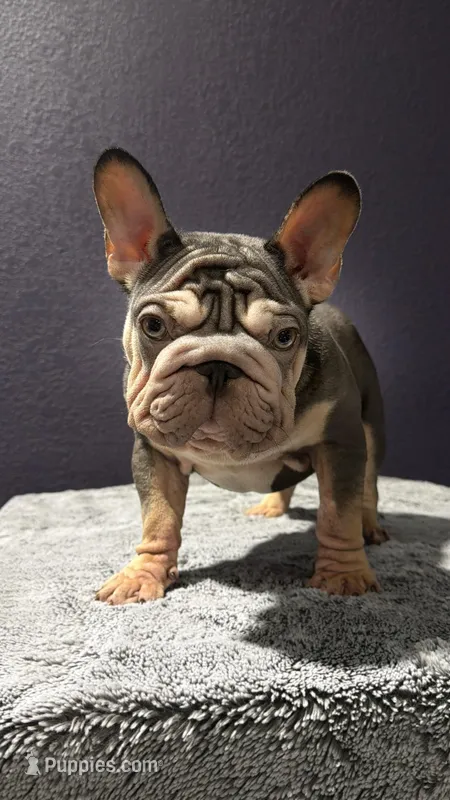 Rojo Velvet – French Bulldog puppy for sale in Fort Worth, TX