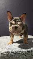 Rojo Velvet, a male French Bulldog for sale in Fort Worth, TX – Photo 1 of 2