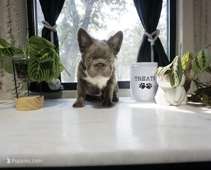 Sophia  – French Bulldog puppy for sale in Fort Worth, TX