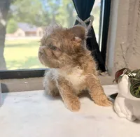 Max, a male French Bulldog for sale in Fort Worth, TX – 2 of 3