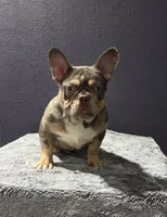 New Shade Boy, a male French Bulldog for sale in Fort Worth, TX – Photo 3 of 3