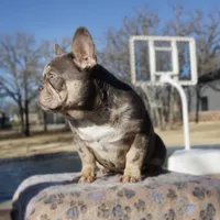 New Shade Boy, a male French Bulldog for sale in Fort Worth, TX – Photo 1 of 3