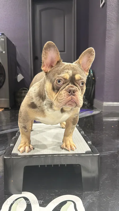 New Shade Boy – French Bulldog puppy for sale in Fort Worth, TX