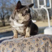 New Shade Boy, a male French Bulldog for sale in Fort Worth, TX – Photo 2 of 3