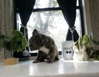 Sophia , a female French Bulldog for sale in Fort Worth, TX – 3 of 4
