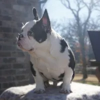 Panda, a male French Bulldog for sale in Fort Worth, TX – Photo 1 of 2