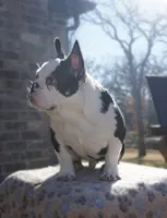 Panda, a male French Bulldog for sale in Fort Worth, TX – Photo 1 of 2