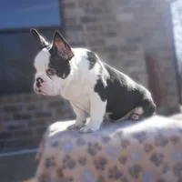 Panda, a male French Bulldog for sale in Fort Worth, TX – Photo 2 of 2