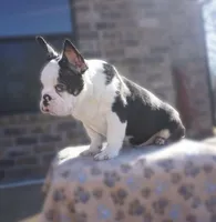 Panda, a male French Bulldog for sale in Fort Worth, TX – Photo 2 of 2