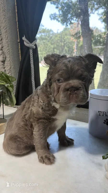 Whitey – French Bulldog puppy for sale in Fort Worth, TX