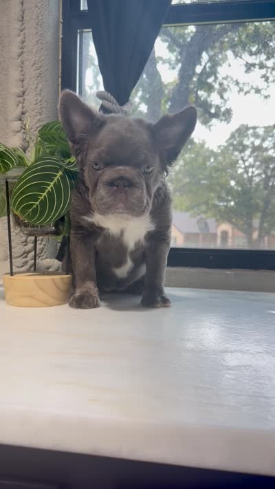 Sophia , a female French Bulldog for sale in Fort Worth, TX – 4 of 4