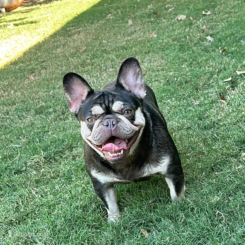 Penelope aka Penny  – French Bulldog puppy for sale in Fort Worth, TX