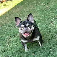 Penelope aka Penny , a female French Bulldog for sale in Fort Worth, TX – 1 of 2