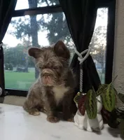 Blue , a male French Bulldog for sale in Fort Worth, TX – 2 of 4