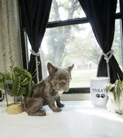 Sophia , a female French Bulldog for sale in Fort Worth, TX – 2 of 4