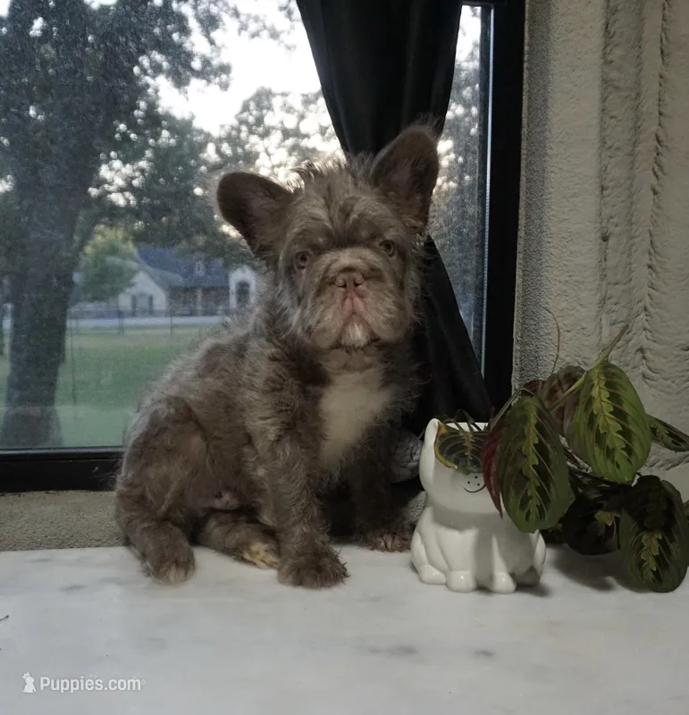 Blue  – French Bulldog puppy for sale in Fort Worth, TX
