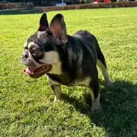 Penelope aka Penny , a female French Bulldog for sale in Fort Worth, TX – 2 of 2