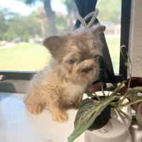 Max, a male French Bulldog for sale in Fort Worth, TX – 3 of 3