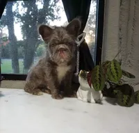 Blue , a male French Bulldog for sale in Fort Worth, TX – 4 of 4