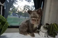 Blue , a male French Bulldog for sale in Fort Worth, TX – 3 of 4