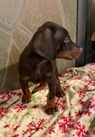 Ranger, a male Doberman Pinscher for sale in Cazenovia, NY – 10 of 10